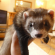 Illustration for article titled Someone Is Stealing Ferrets!